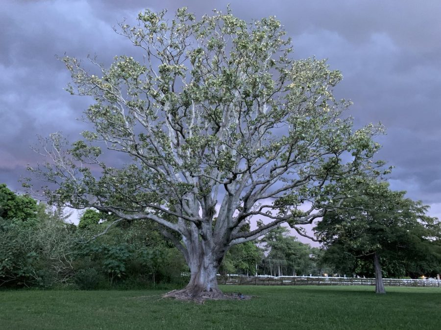 Nature has been proven to have many beneficial effects on your mindset and your body. This image of a tree showcases one natural environment. According to the American Institute of Stress, “There is research that suggests that looking at a lush green, natural landscape can help you relax, but if you really want to up your stress management game, go take a walk in the park.”
Photo Credit: M. Erez
