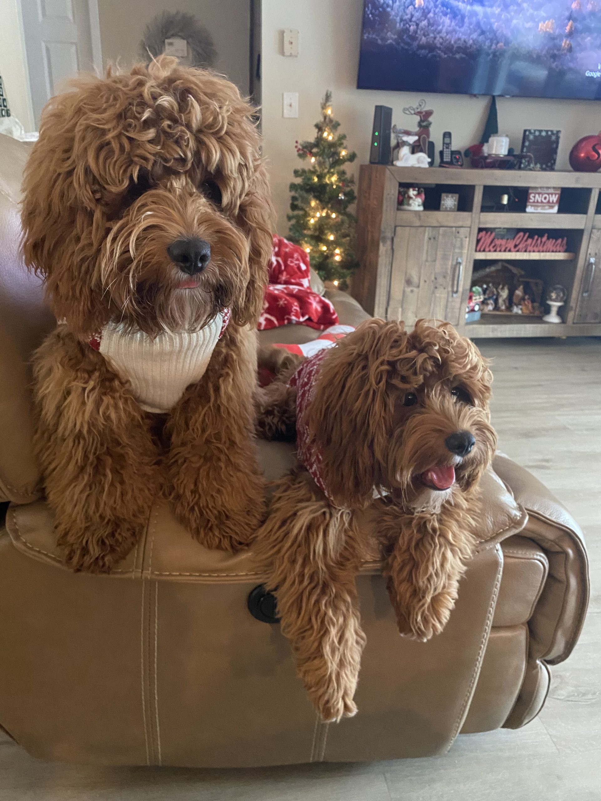 Pets: Cute but time-consuming!