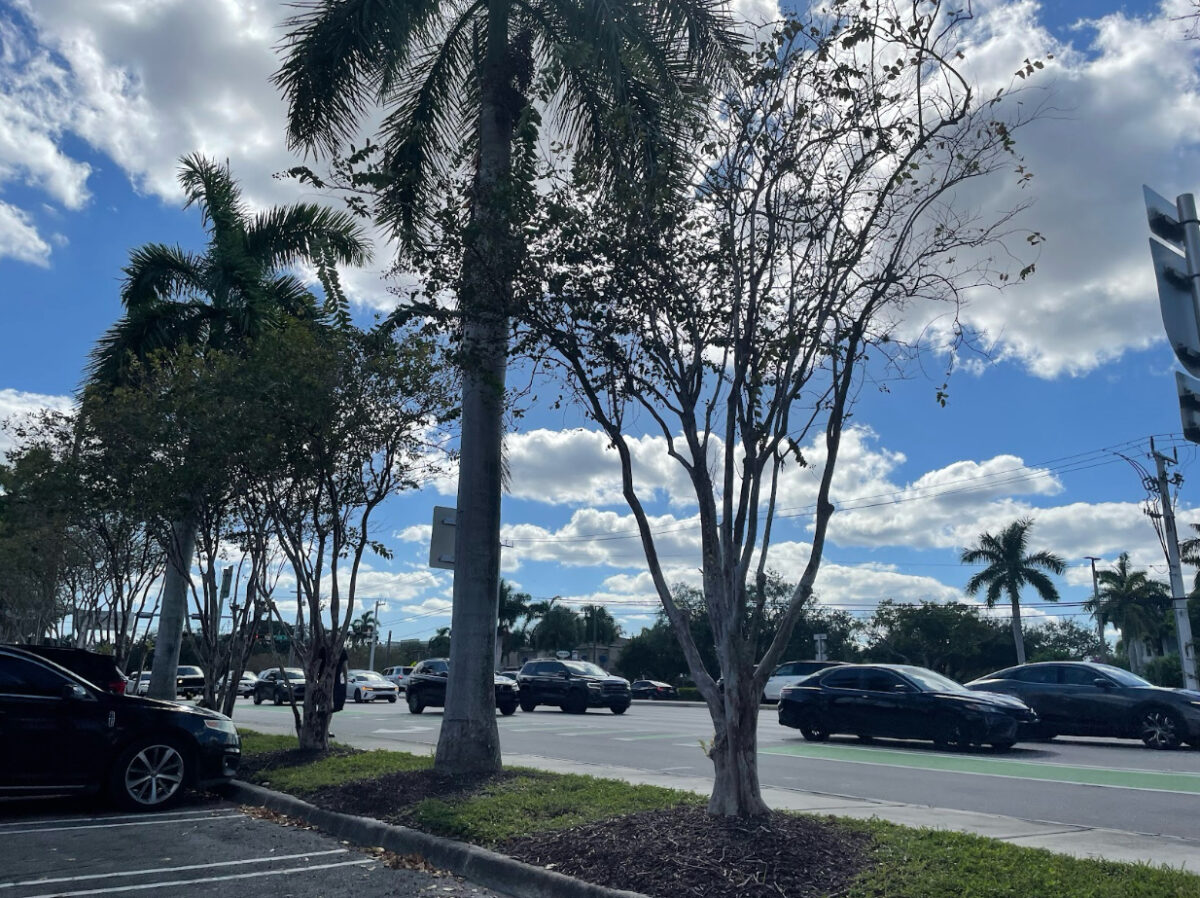 Traffic outside the library for early voting causes problems for students and families.