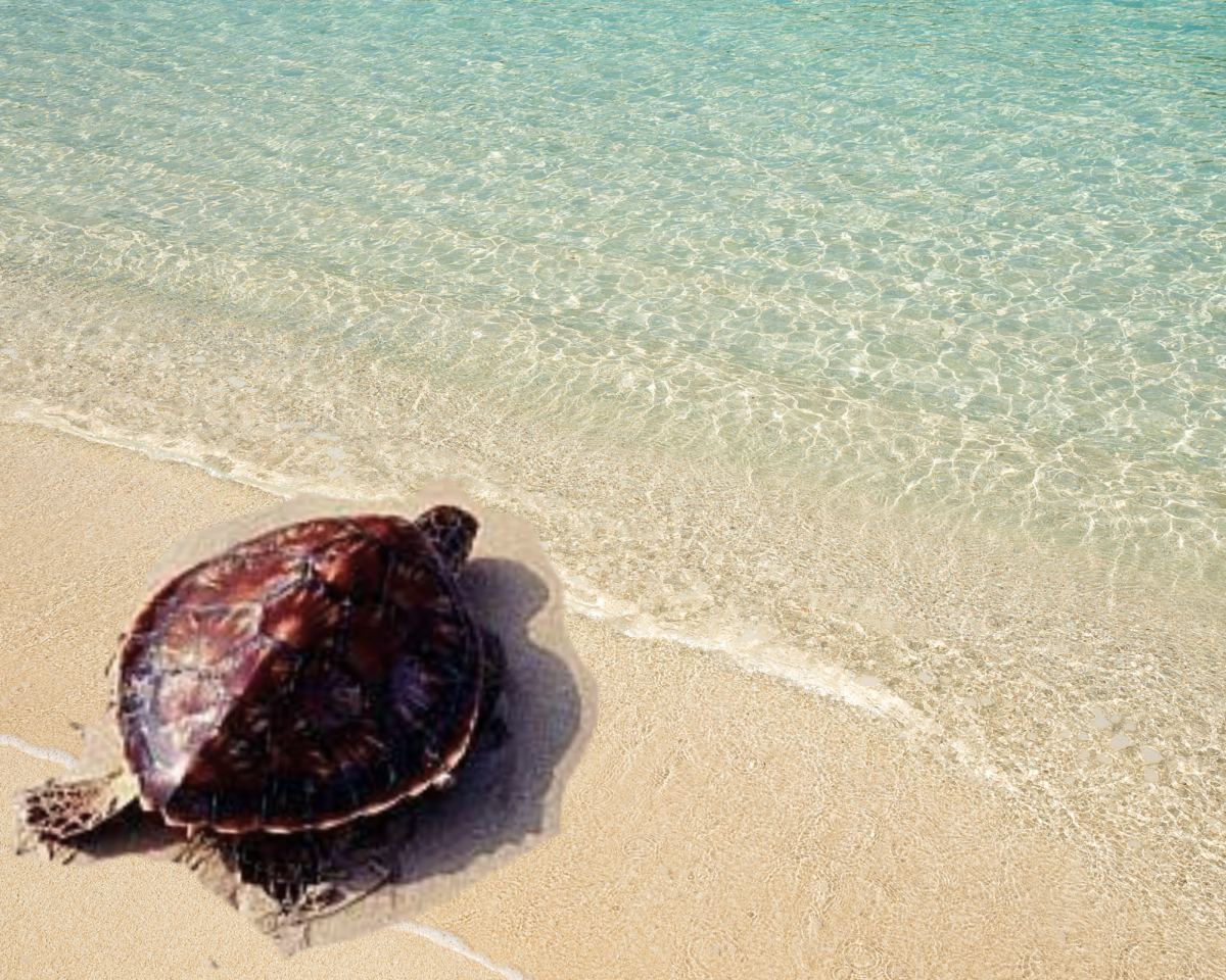 Safe at Last: Sea Turtles No Longer Endangered