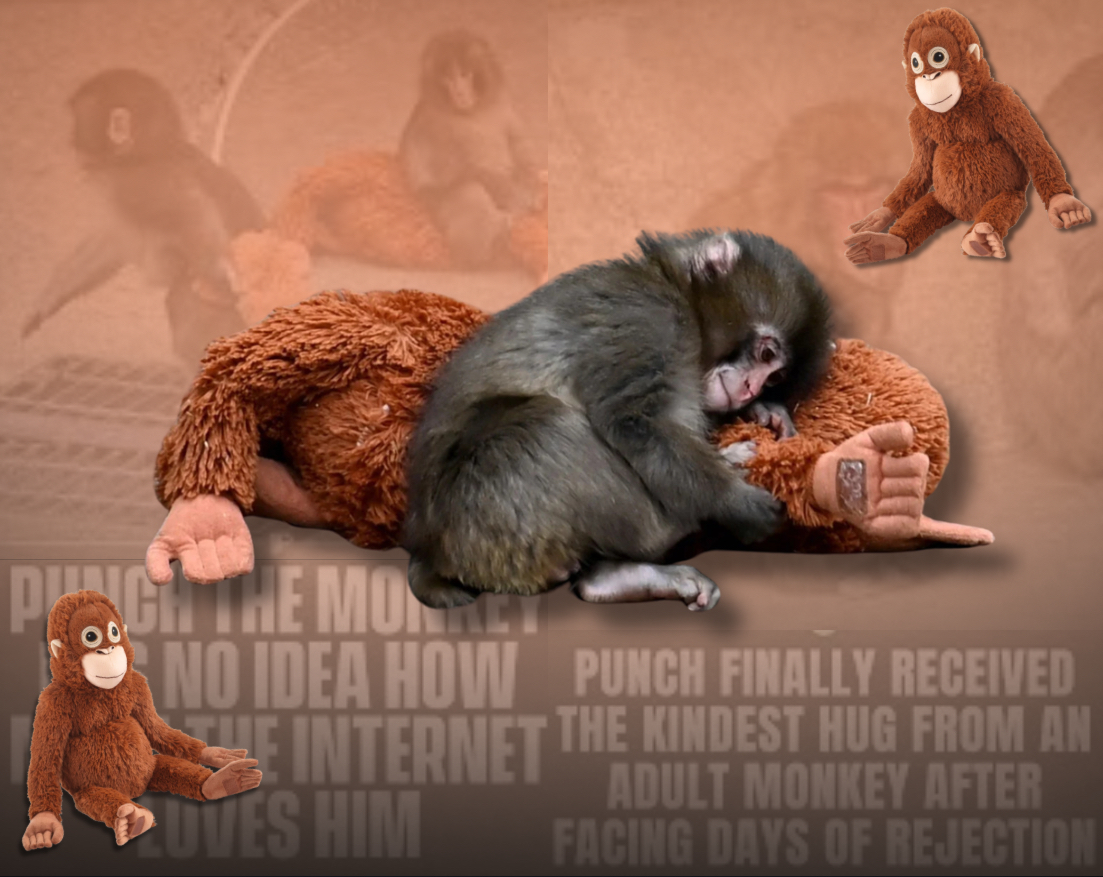 Punch: The Monkey Who Wants Love